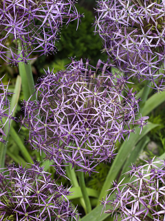 Allium Christophii