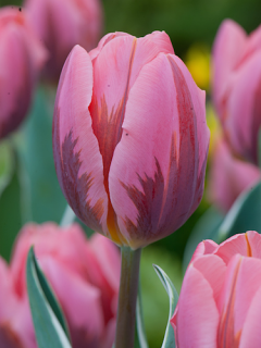 Tulip 'Pretty Princess'