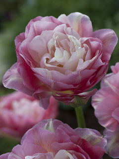 Tulip 'Double Sugar' 