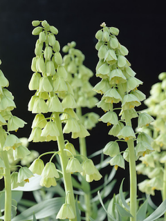 Fritillaria Persica 'Ivory Bells' 