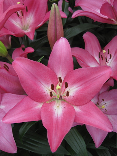 Buy Lily Bulbs | Arbatax Longiflorum Asiatic Lily Bulbs | Gold Medal  winning Harts Nursery