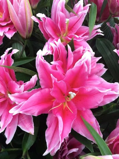 Double Oriental Lilies | Buy Lily Bulbs | Gold Medal Winning Harts Nursery