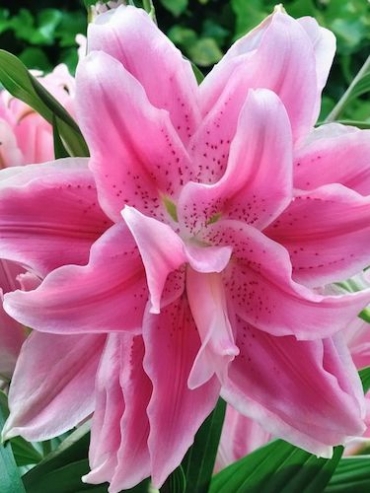 Roselily 'Isabella' | Double Oriental Lilies | Lily Bulbs | Gold Medal ...