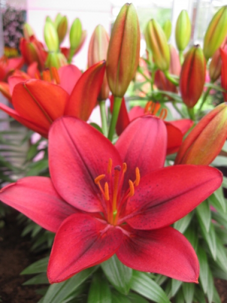 Asiatic Lily 'Lily Looks Tiny Rocket'- NO SHIP - – Braeheid Gardens Ltd.