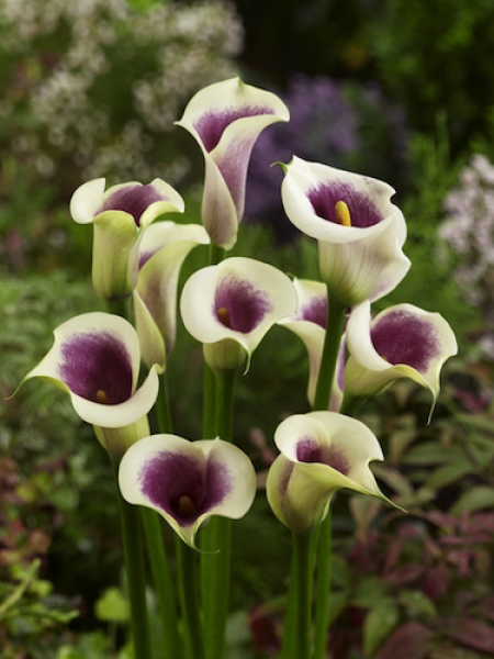 buy-calla-lily-bulbs-zantedeschia-picasso-from-the-award-winning