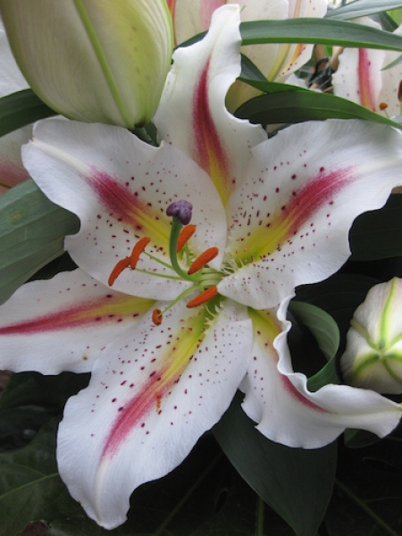 Buy Lily Bulbs Playtime Oriental Lily Bulbs From The Gold Medal Winning Harts Nursery