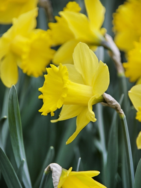 Buy Daffodil Bulbs | Narcissus Dutch Master | Gold Medal winning Harts ...