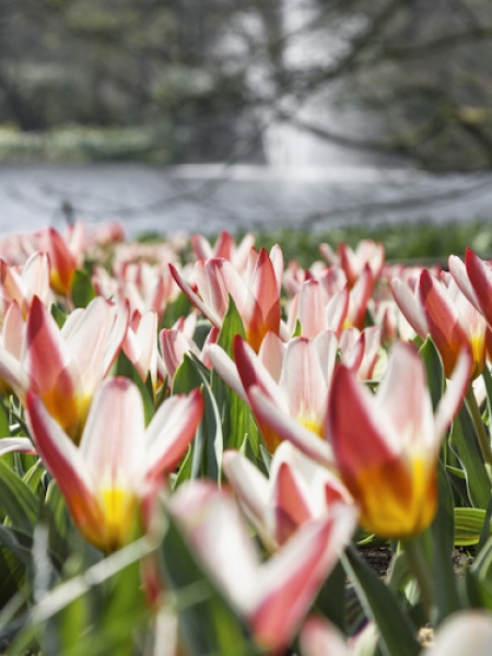 Buy Tulip Bulbs | Kaufmannanian-Greigii Tulip 'Heart's Delight' | Gold